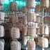 Mushroom training in miraj