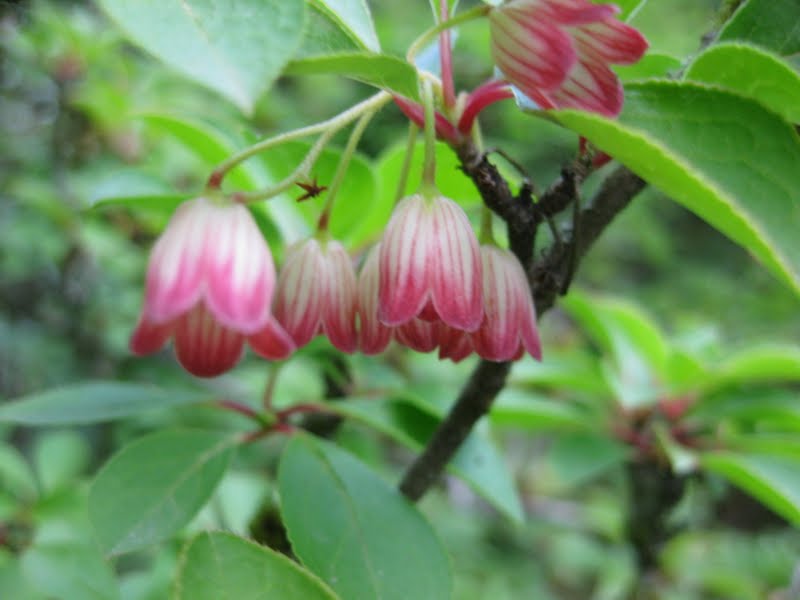 SJG bloom 2011 JUNE, p. 1 beyond azaleas enkianthus