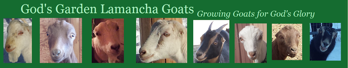         God's Garden Lamancha Goats