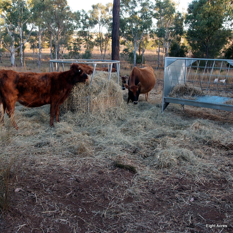 Supplement feeding cattle in the dry