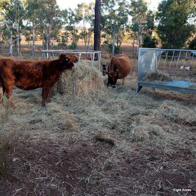 eight acres: supplement feeding (hay or grain) for a house cow and other cattle