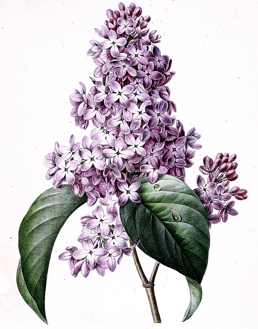 Art Now and Then: Pierre-Joseph Redoute