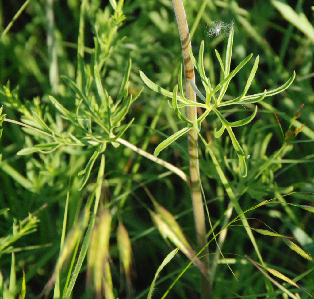 Gaia Garden Community Rules Prairie Larkspur and Friends
