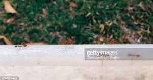 New Age Thinking (Part-5) - Your Kid Can Be Your Teacher- Do Not Tame Them