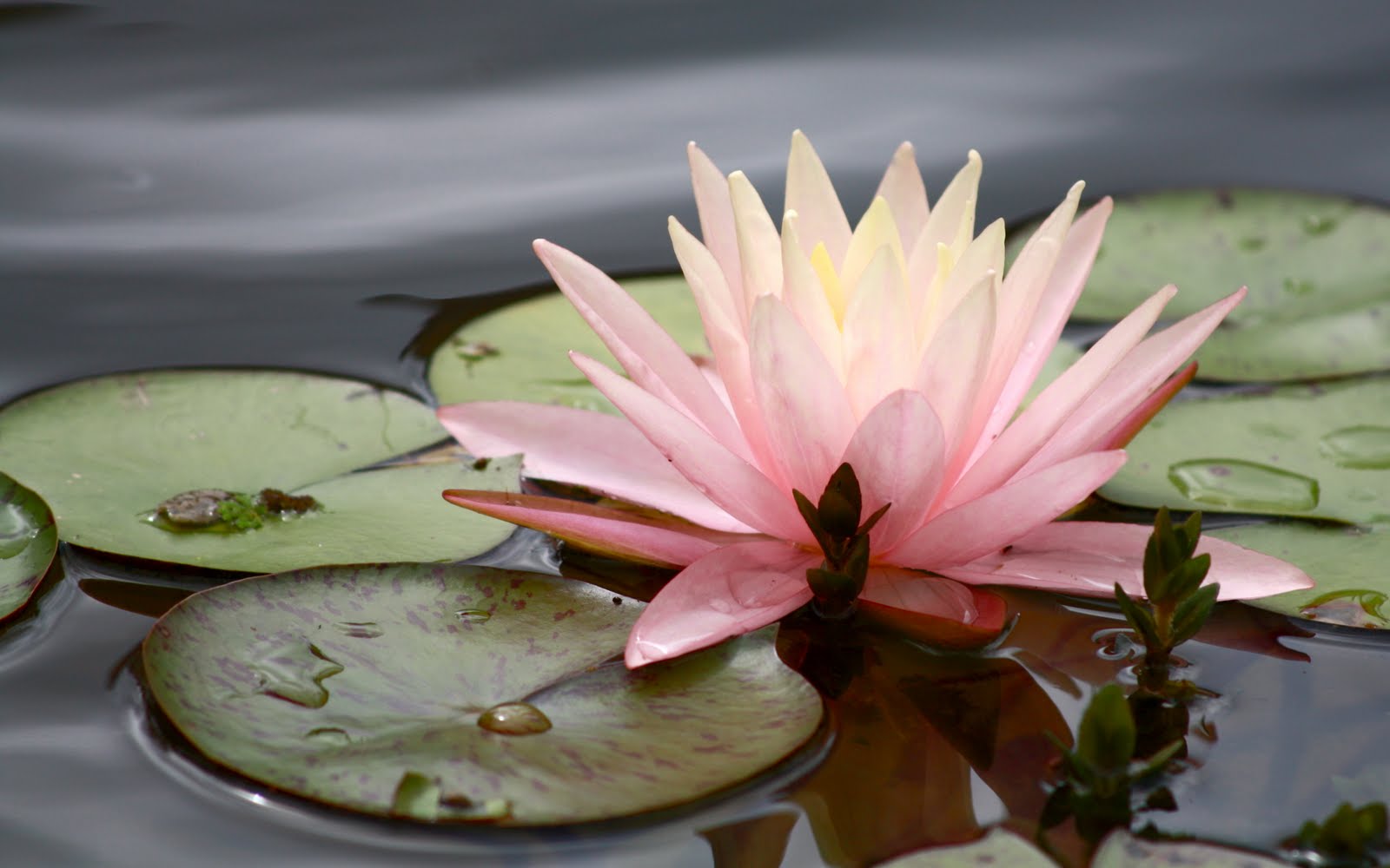 flowers for flower lovers.: water lilly flowers.
