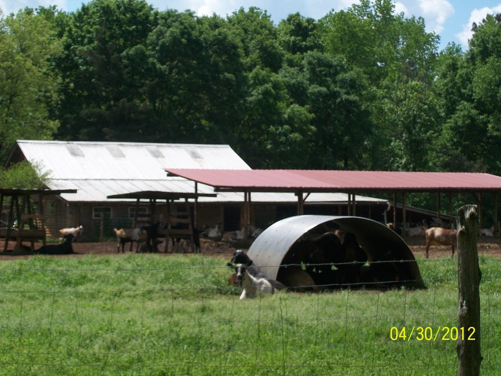 My Two Roads In The Woods Split Creek Goat Farm