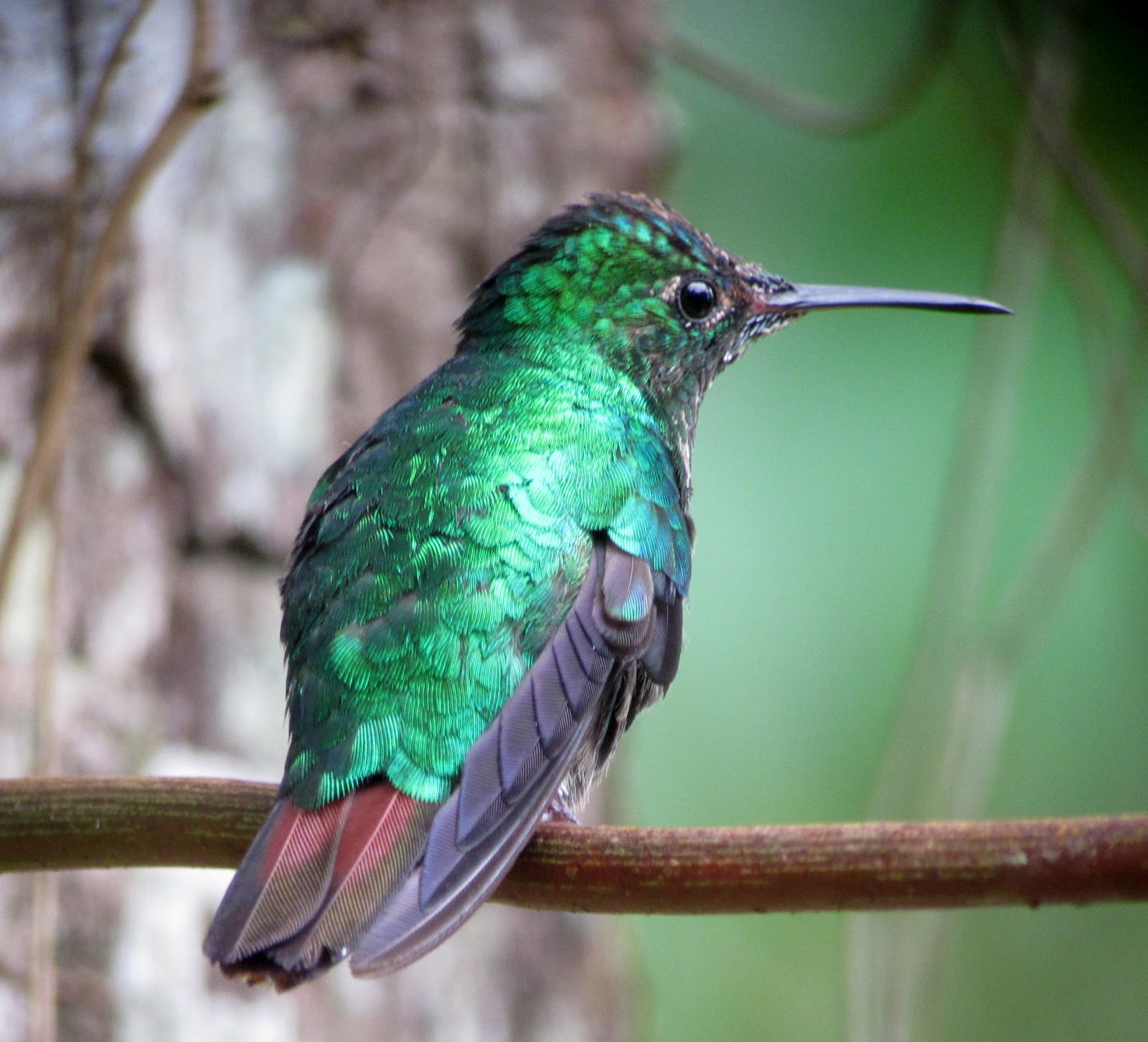 Gwdihw 2011: Hummingbird Profusion and Confusion