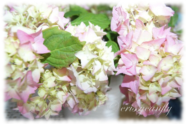 Alltagsaufhubscher Rosa