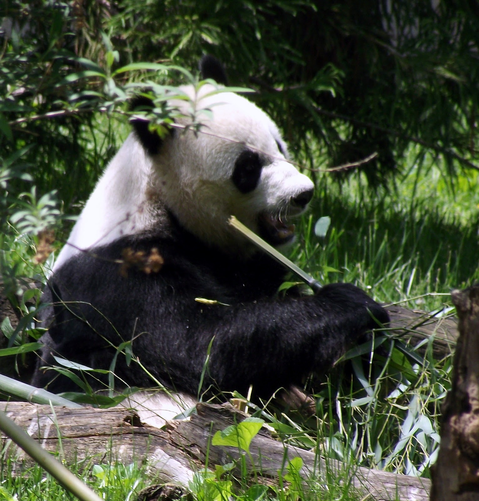 Giant Panda