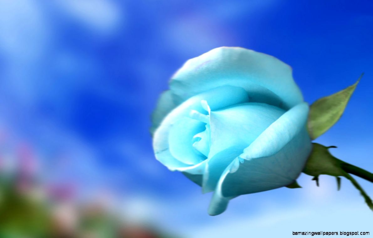 Flowers For Wallpaper   Sky Blue Rose   Wallpapers