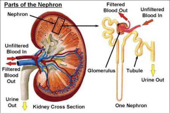 図：腎機能