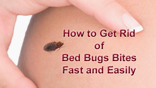 what does bed bugs bite look like