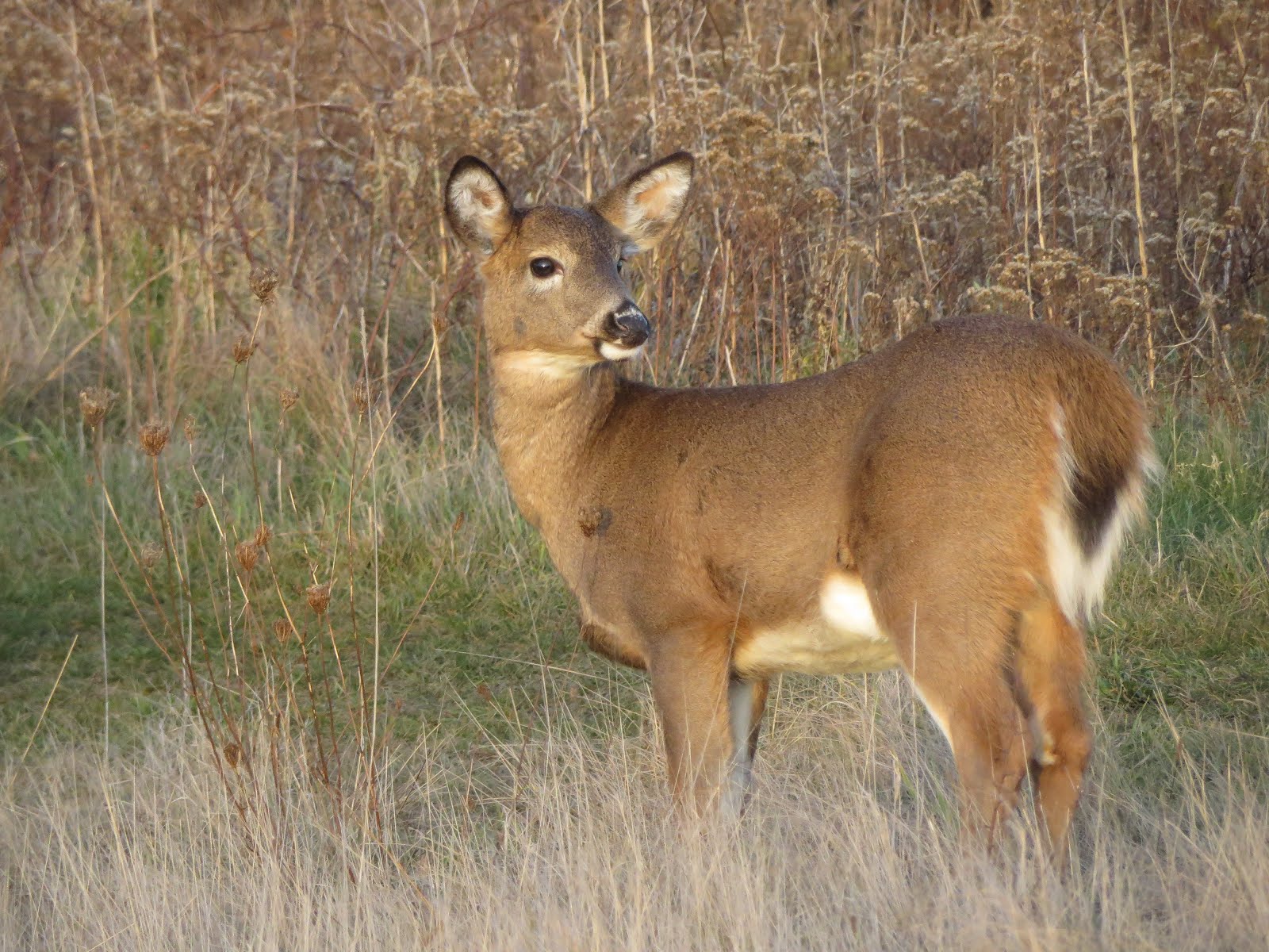 Deer at Sachuest