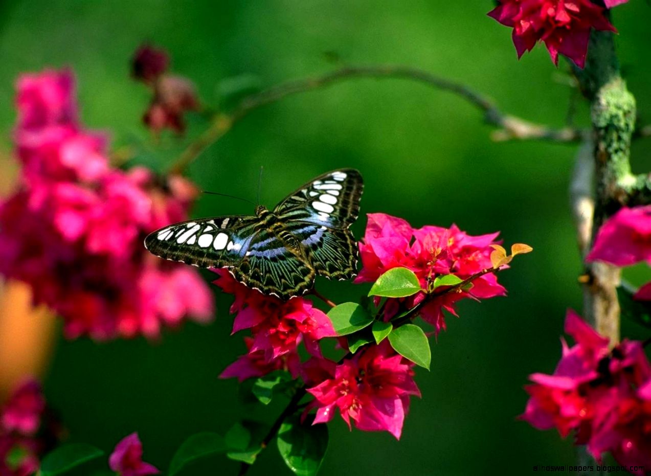 flowers for flower lovers Flowers butterfly natural beauty