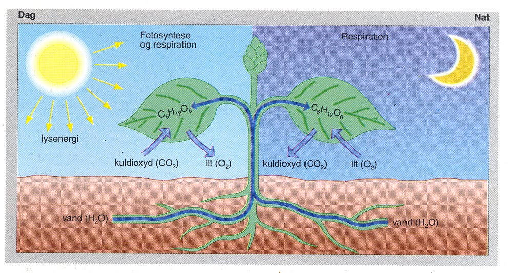 C 2011-2012: Fotosyntese og respiration (primærproducenter)