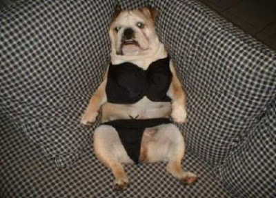 funny bikini dog