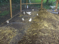 chicken coop floor rat chicks wire chang farmer cs kim natural 10days mongoose maybe problems lost hope having last am