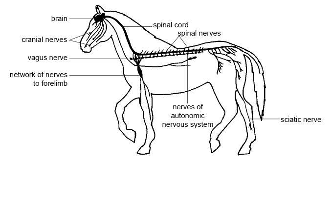 Horse Life and Love: All About.. The Horse's Nervous System.
