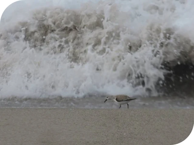 From Venice Beach to Santa Monica: Seabird and wave