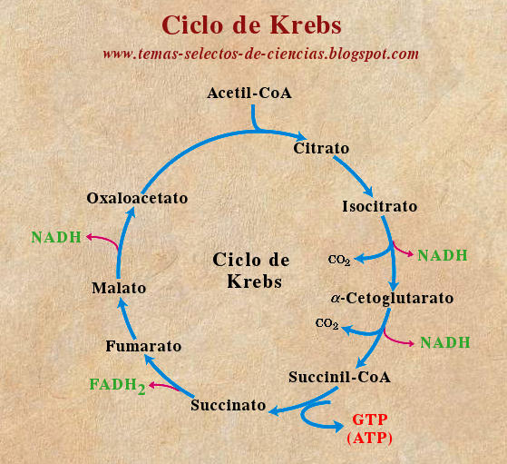 Arriba 94+ Foto El R4 Ciclo De Krebs / Rap Medicina Letras Alta Definición Completa, 2k, 4k Arriba 94+ Foto El R4 Ciclo De Krebs / Rap Medicina Letras Alta Definición Completa, 2k, 4k