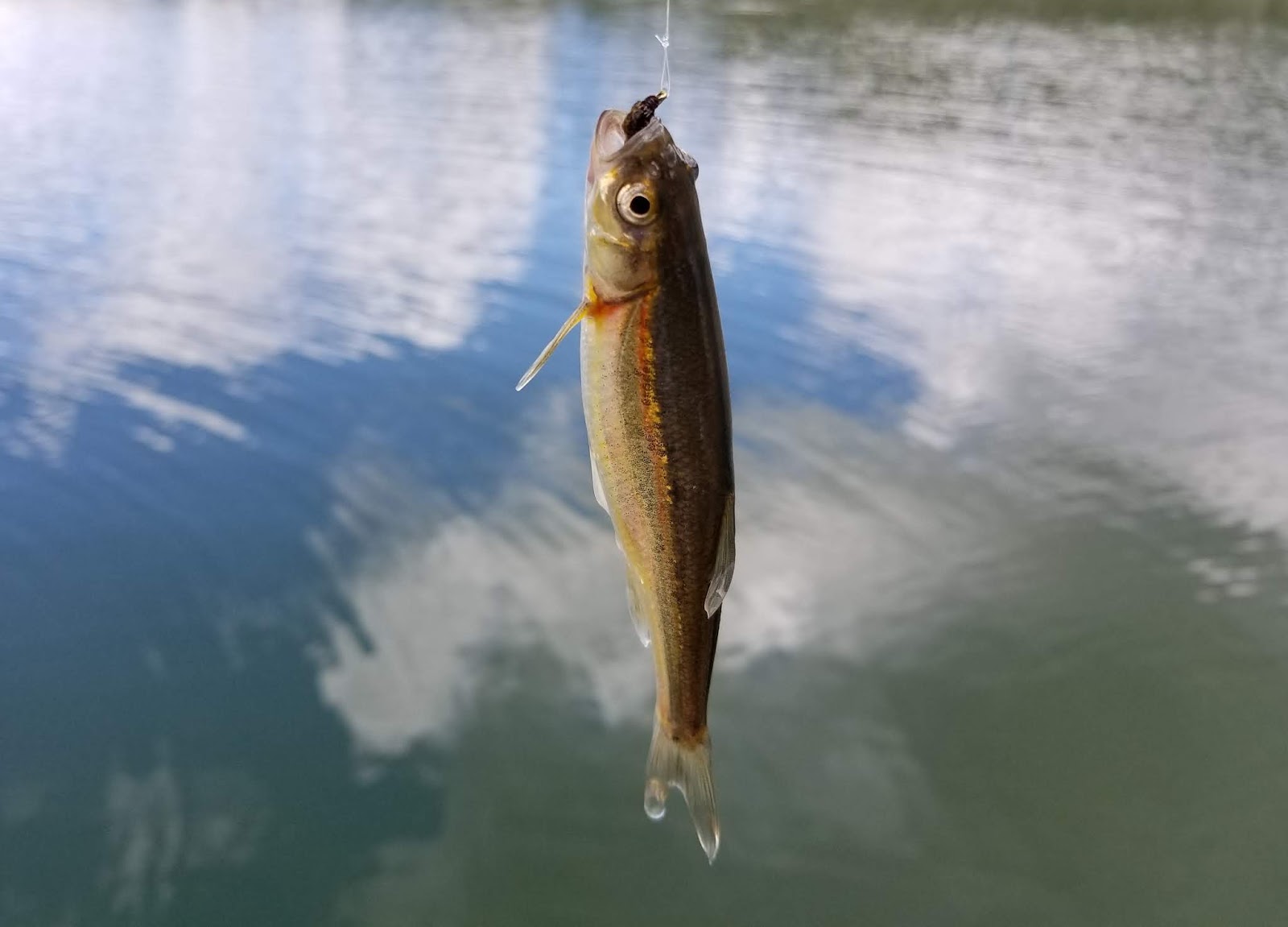 Jon Baiocchi Fly Fishing News Frenchman Lake / Lake Davis Fly Fishing Report 5/23/2018