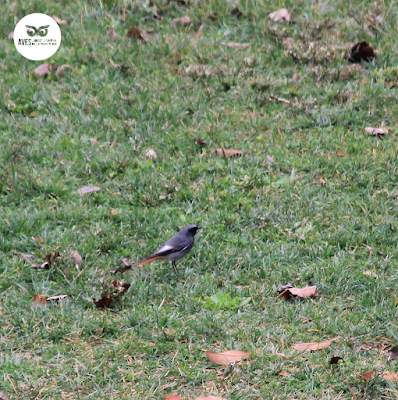 Colirrojo tizón (Phoenicurus ochruros) macho en Zaragoza