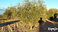 Harvesting Olives