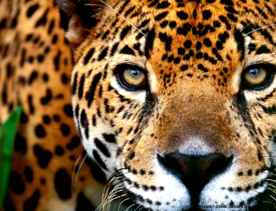 Animal Wallpaper And Screensavers | Free Best Hd Wallpapers
