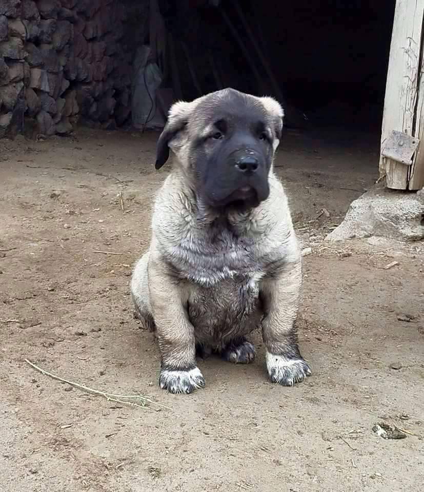 sivas kangal yavrusu üretim çiftliği ve tanıtım sitesi: satılık yavru