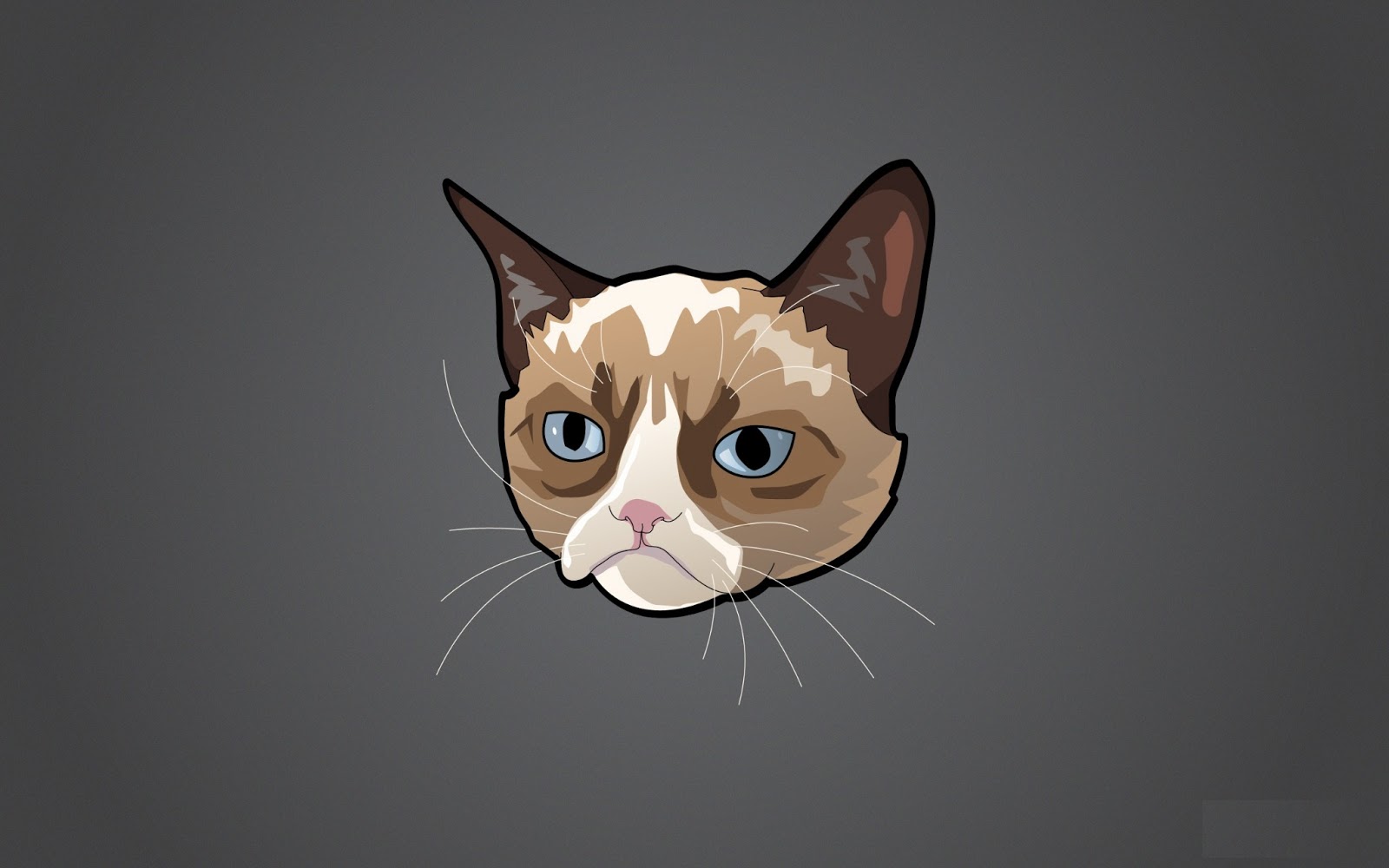 Grumpy Cat HD Wallpaper | Funny Collection World