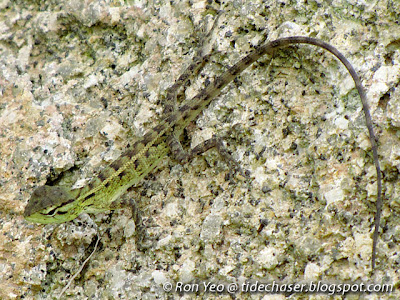 Changeable Lizard (Calotes versicolor)