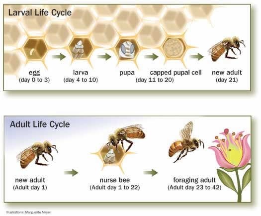 Ciclo de vida de la larva y adulto - Larval and adult life cycle-