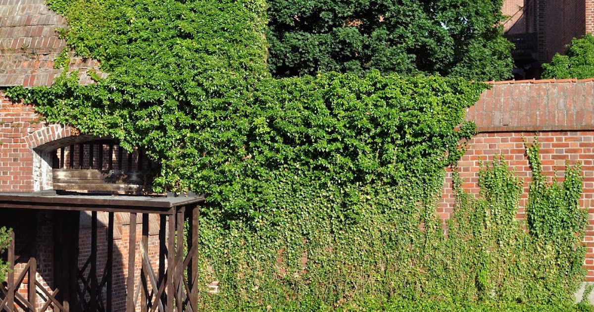 HOW TO PRUNE IVY The Garden of Eaden