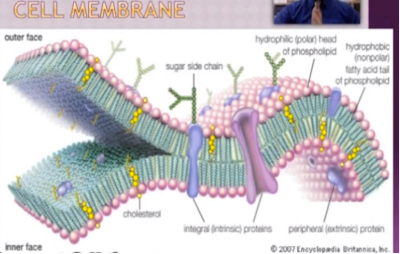 Biolis PDP: Movement Through the Cell Membrane