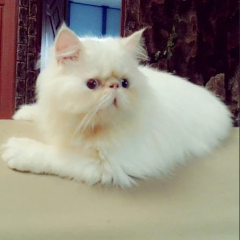 Panduan Lengkap Dunia Kucing: Jenis, Perawatan, & Lainnya