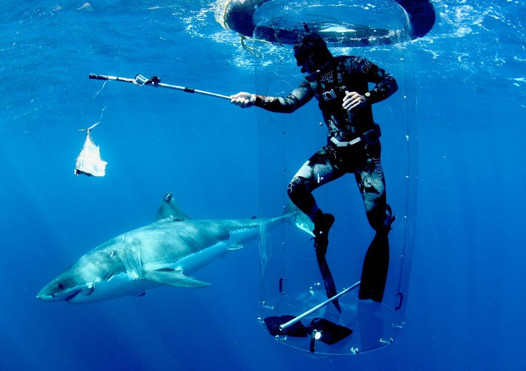 Alternatural Thoughts: Expert says man is not on sharks’ menu