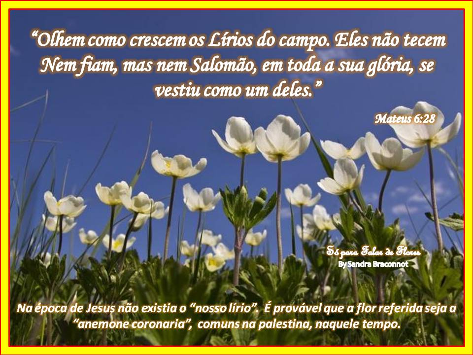 Olhai Os Lírios Do Campo (Portuguese Edition) – Paperback By Companhia Das Letras