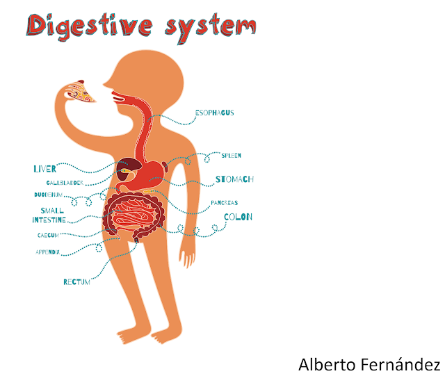 The digestive system 4th Grade