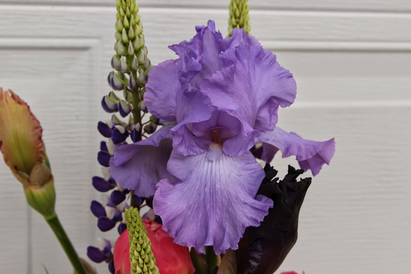 TALL BEARDED IRISES IN SPRING ARRANGEMENTS Sowing the Seeds