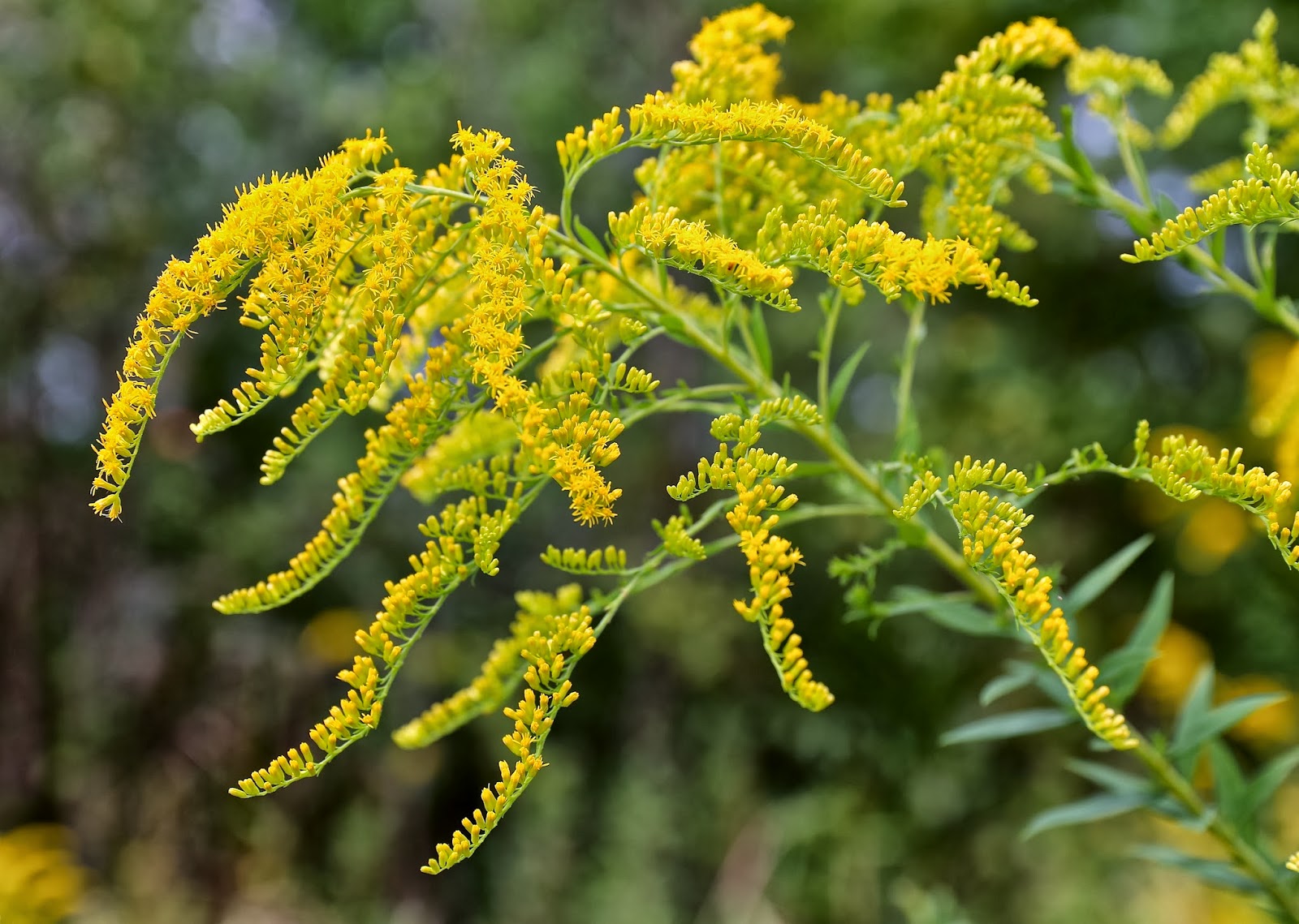 Sweet Southern Days Fall Wildflowers
