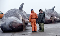 muertos ocho cachalotes en el mar del Norte
