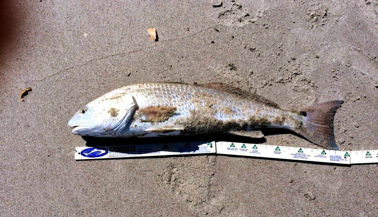 Lists of Fun Nicknames For Fun People or Grouchy Ones Too Fish Nicknames