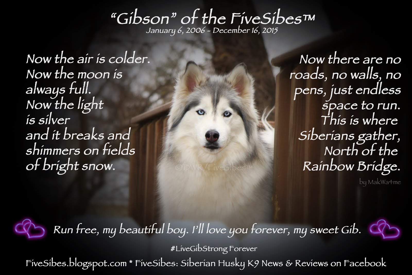 #FiveSibes  #LiveGibStrong  #LiveGibStrongForever