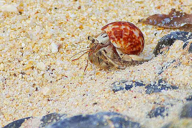 Land Hermit Crab, beach