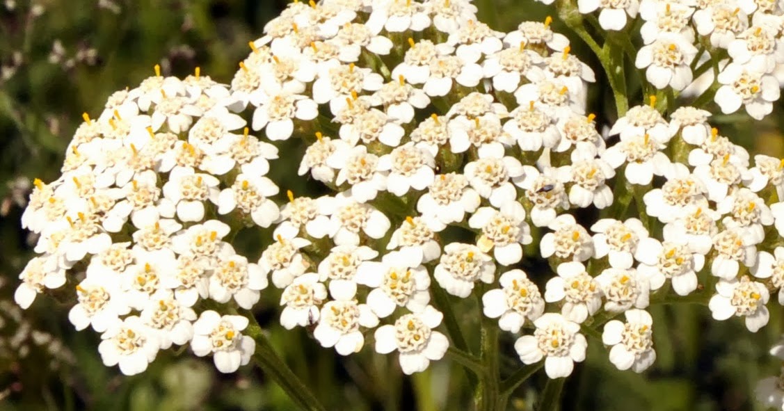 MILENRAMA Achillea millefolium