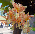 Fotos de Orquídeas