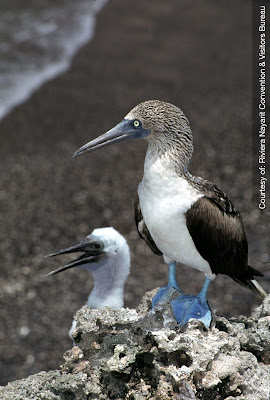 Islas Marietas, una joya ecológica 1 Naturaleza Pajaro%2BBobo%2Bde%2BPata%2BAzul