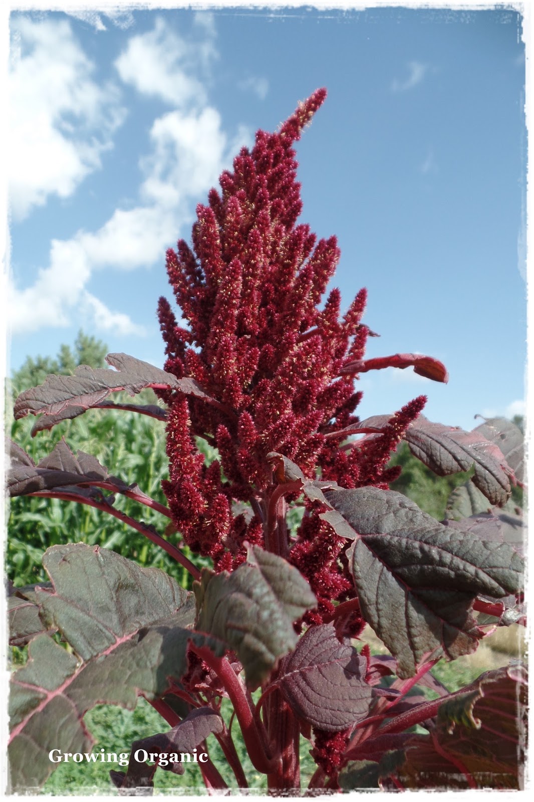 Growing Organic Amaranth