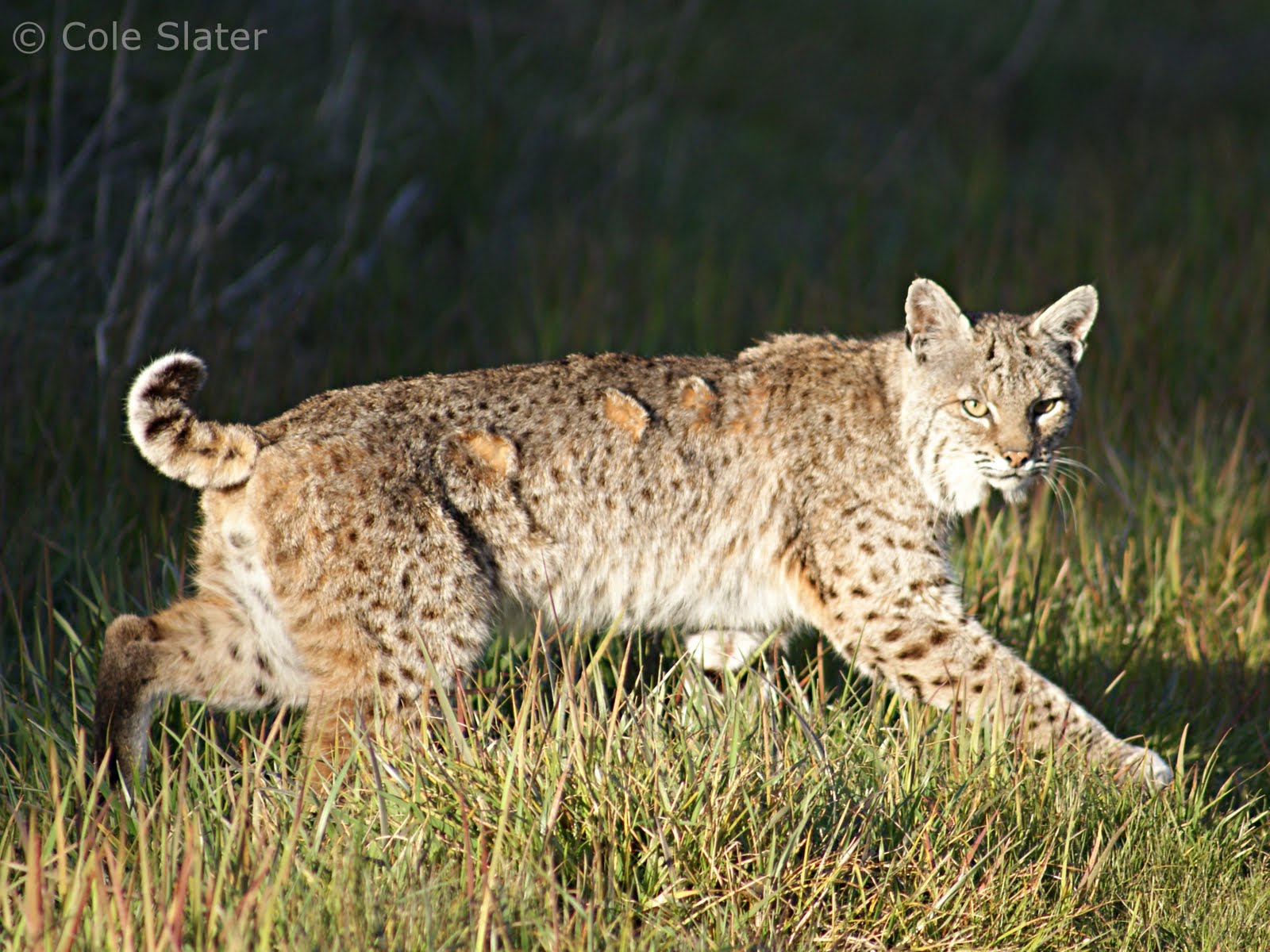 Cole's Trail Tales Tennessee Valley Bobcat Encounter 3/1/11