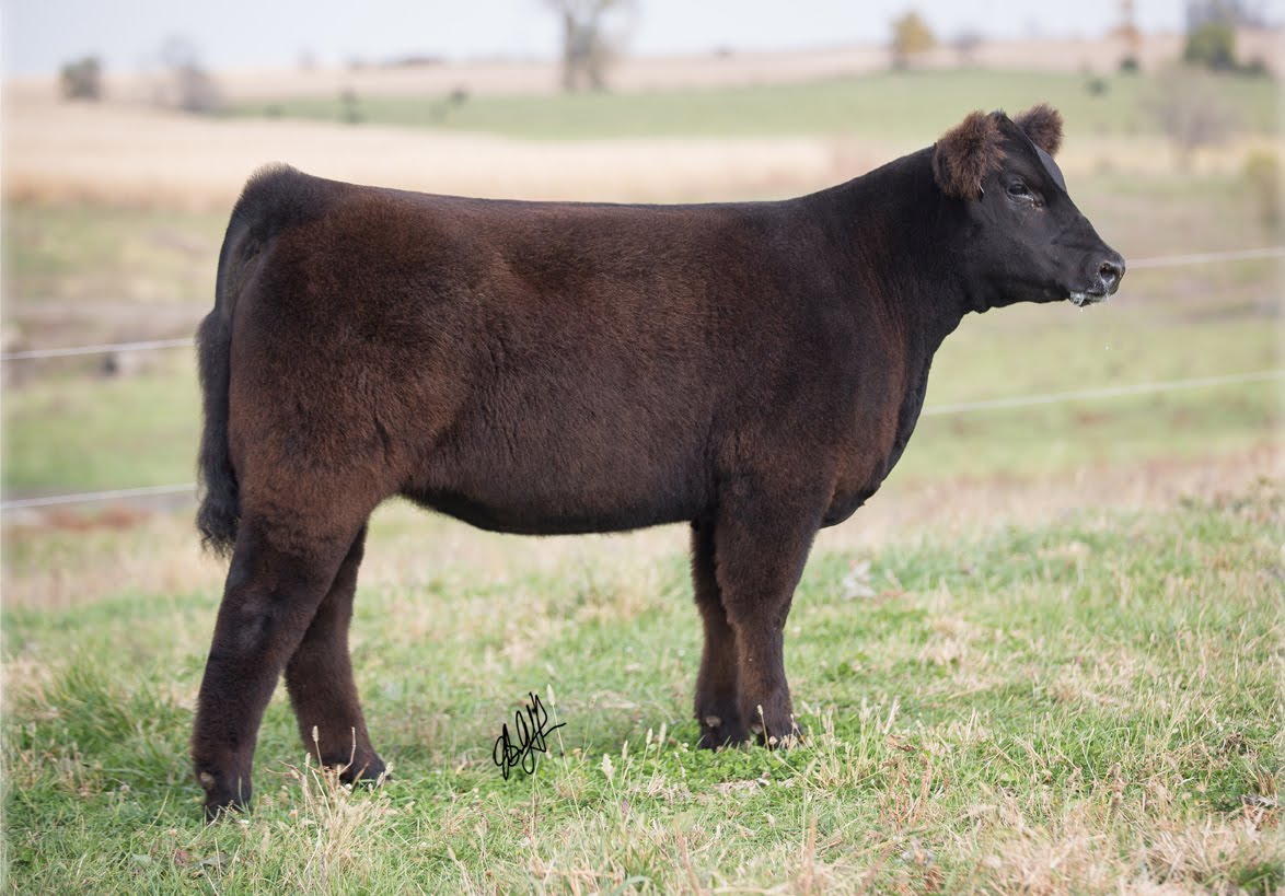 RCC Blog RCC sired calves selling for Brian England